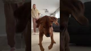 the way this dog jumped up on cue #shorts #cutedog #dog #funnyanimals #funnydog