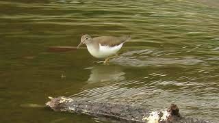 Spotted Sandpipers