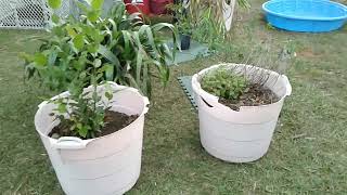 Update on Plants | Garden Chit Chat |  Roselle | recorded 11-5-23 Thanks for watching! Subscribe