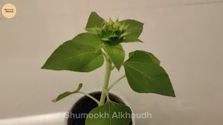 زراعة دوار الشمس فالمنزل How to grow  sunflower in pots at home