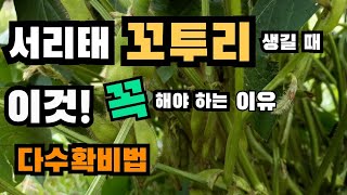 서리태 꼬투리 생길 때  이것 꼭 해야 하는 이유 ! 서리태 노린재 방제, 서리태 노린재 방제시기, 크레졸비눗물, 서리태재배, 크레졸 노린재, 크레졸 노린재 퇴치법, 크레졸기피제