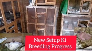 New Setup Ki Breeding Progress|M Assd Birds|#MAsadBirds #Pigeon #Kabootar