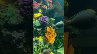 Beautiful, Colorful Fish at Daytona Beach's New Aquarium, Daytona Aquarium and Rainforest Adventure!