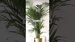 #indoorplants#airpurifierplant #plantsforhome plantsfor