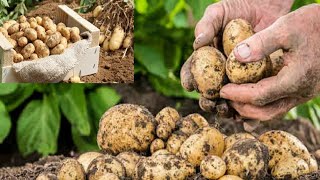 زراعةالبطاطا في حديقة المنزل Potato cultivation (sitron dyrking