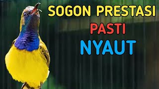 🔴 PRESTASI PASTI NYAUT, PANCINGAN SOGON BIAR GACOR