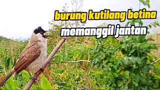 Suara Kutilang Betina Memanggil Jantan Auto Nyaut