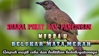 Suara pemanggil dan pikat merbah belukar mata merah mp3 ampuh terbaru dan jernih terbaru.