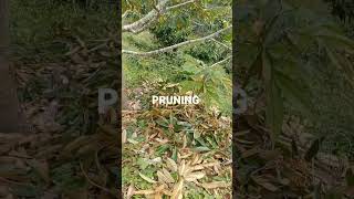 PRUNING POHON DURIAN CANE