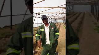 Total Farm Solutions Greenhouse Production