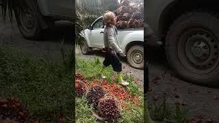 keren loding buah sawit...!!!!