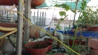 kuwait : Rooftop Farm Aquaponics