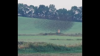 Tanz der Stare  auf der Halbinsel Fahrenkamp - Barth  #Vogelbeobachtung #starling #birds