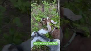 Our Nubian Goats LOVE Clearing The Brush Around Here #goat #homestead