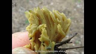 Ramaria ochraceovirens. Champimaginatis. English Text.