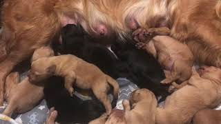 12 One Week Old Goldador Puppies Nursing