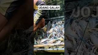 Udang Galah semua #shortvideo #shorts #short #shortsvideo