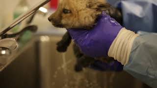 Fox Kits Take a Bath