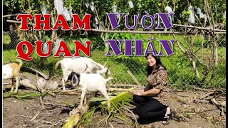 Đến thăm nhà bạn- Tham quan vườn nhãn