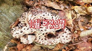 10월 능이버섯 송이 싸리 붉은 비단 그물버섯 채취 산행 효능 칼로리 보관법~