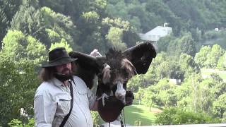 Greifvogel-Flugschau-Burg Guttenberg -August 2012  - 13