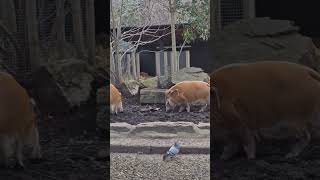 Red river hog gang 🐗🐗🐗🐗🐗