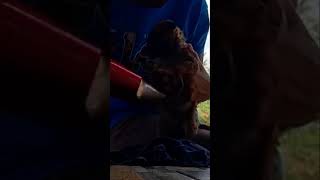 My Little Sweet Hammy #video #puppy #doglover #viral #video #subscribe #hammy