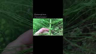 Equisetum sylvaticum - Wood horsetail