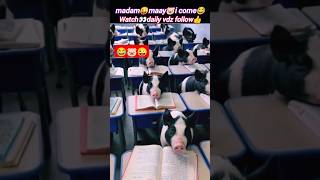 Funny moment😜 | animal funny video | comedy video | @Wildshikaari007 | #shorts #laugh