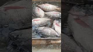 বড় বড় তেলাপিয়া #shorts #video #fish #big