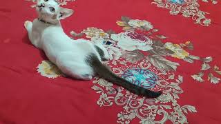 Cute kitty cat playing 😍 cat video