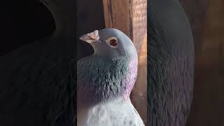 Best racing pigeon by Andreas Drapa - POKERFACE #racingpigeon #racingpipigeons #pigeon #andreasdrapa