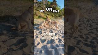 Golden Retriever Family na plaży #goldenretriever