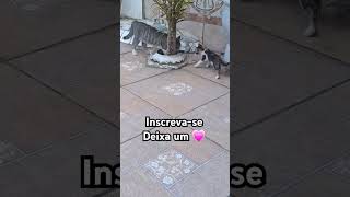 #gatosfofos #pets #gatinhos #gatos #cat #adote #dicas #shortsbrasil #shortvideo #adoteumgato #adota