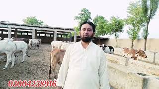 عزیز کیٹل فارم اینڈ پلائی سینٹر حاصل پور Aziz Cattle Farm and Palai Center Hashilpur