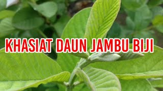 KHASIAT DAUN JAMBU BIJI