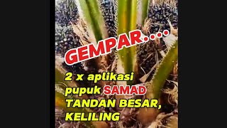 GEMPAR.. 2 X aplikasi pupuk SAMAD, TANDAN BESAR, KELILING #joe channel jambi#pupukorganik#pupuksawit