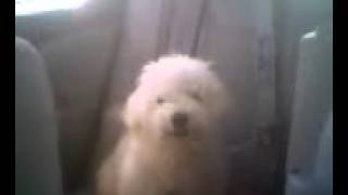 Bichon Frise Car Ride