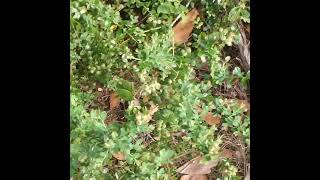 Green Wild Blueberries In Florida