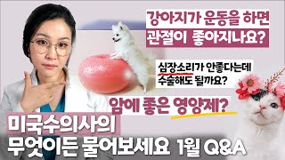 미국수의사 2022년 첫 라방! 구독자 10만명을 찍는다면?ㅣ 슬개골 탈구 근육을 키우는게 도움이 되나요? ㅣ 강아지 고양이 영양제는 정말 다 소용이 없나요?