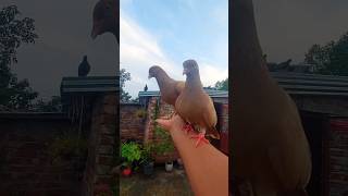 Pigeons Resting on My Hand 🥰 #pigeon #pets #birds #animals #shorts #pigeonlove