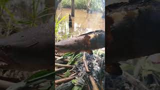 Bakar ikan di hutan