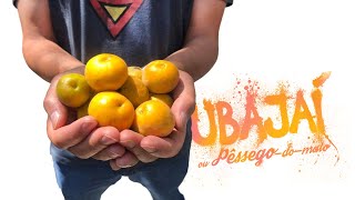 Árvores de SÃO PAULO: UBAJAÍ nas Perdizes | Pêssego do mato