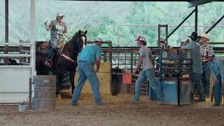 Open Breakaway Calf Roping at Diamond F Arena.  Round 1