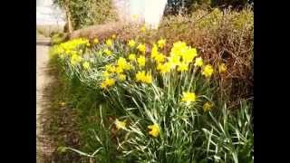 daffy day in roscommon - 4apr14