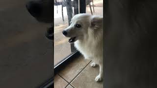 Happy American Eskimo Dog