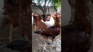 Desi poultry Farming#shorts#Short feed