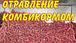 Отравление комбикормом