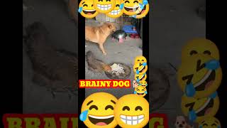 BRAINY DOG