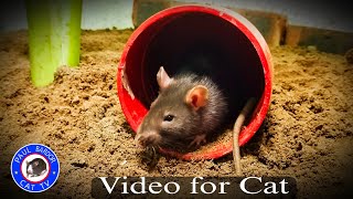 Cat Games Mouse hide & seek, squeaking and playing for Cats to watch | Paul Bardor